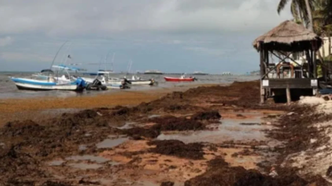 Regresa el sargazo; se espera un aumento del 40% en el Caribe