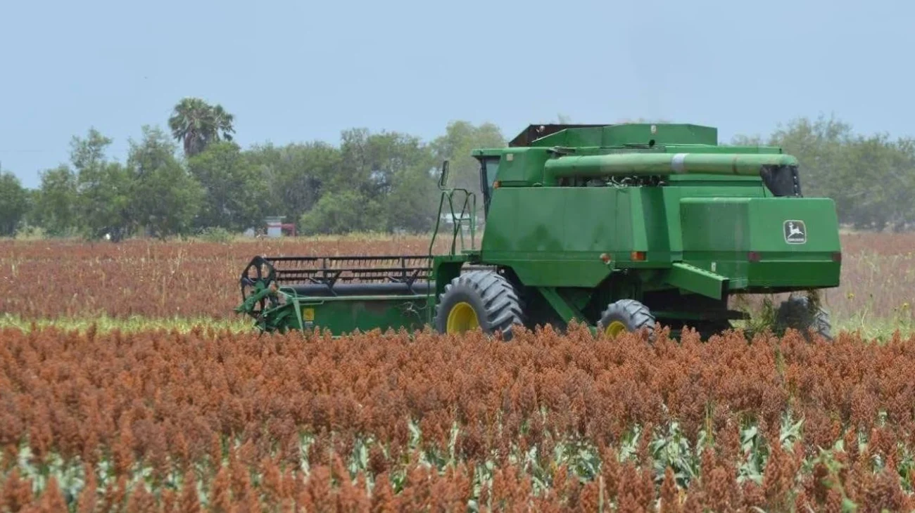 Temen afectaciones en cultivos de sorgo por lluvias en Tamaulipas