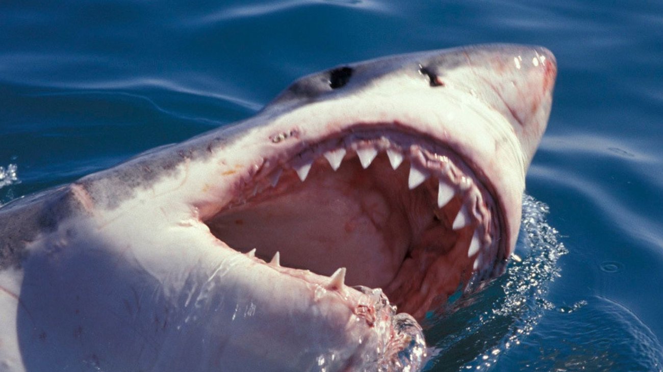 Tiburón blanco agarra pierna de joven de 16 años