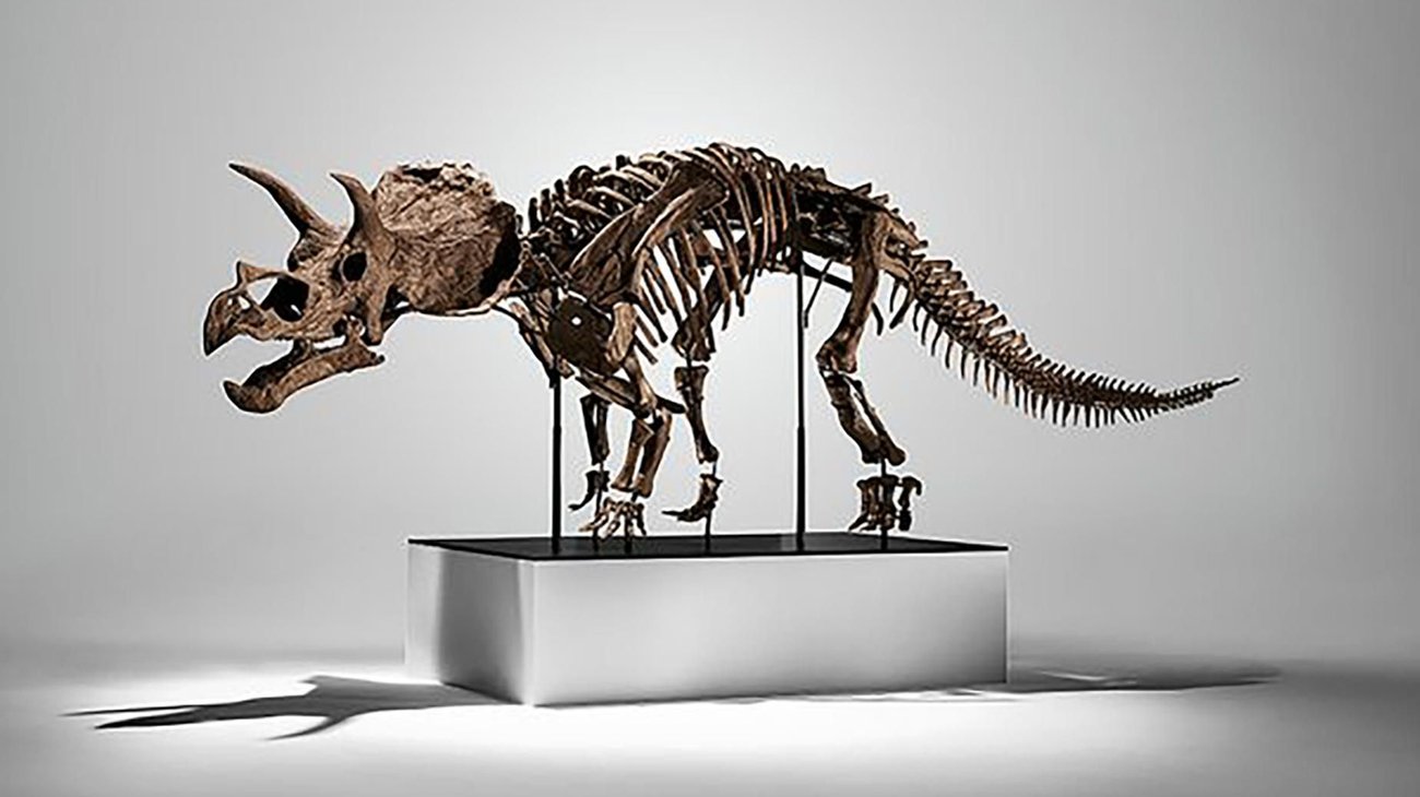 Un esqueleto de triceratops se vende por $5.3 millones de dólares