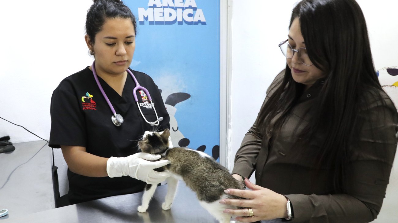 Fiscalía inicia operativo para detener a sujeto que maltrató gata