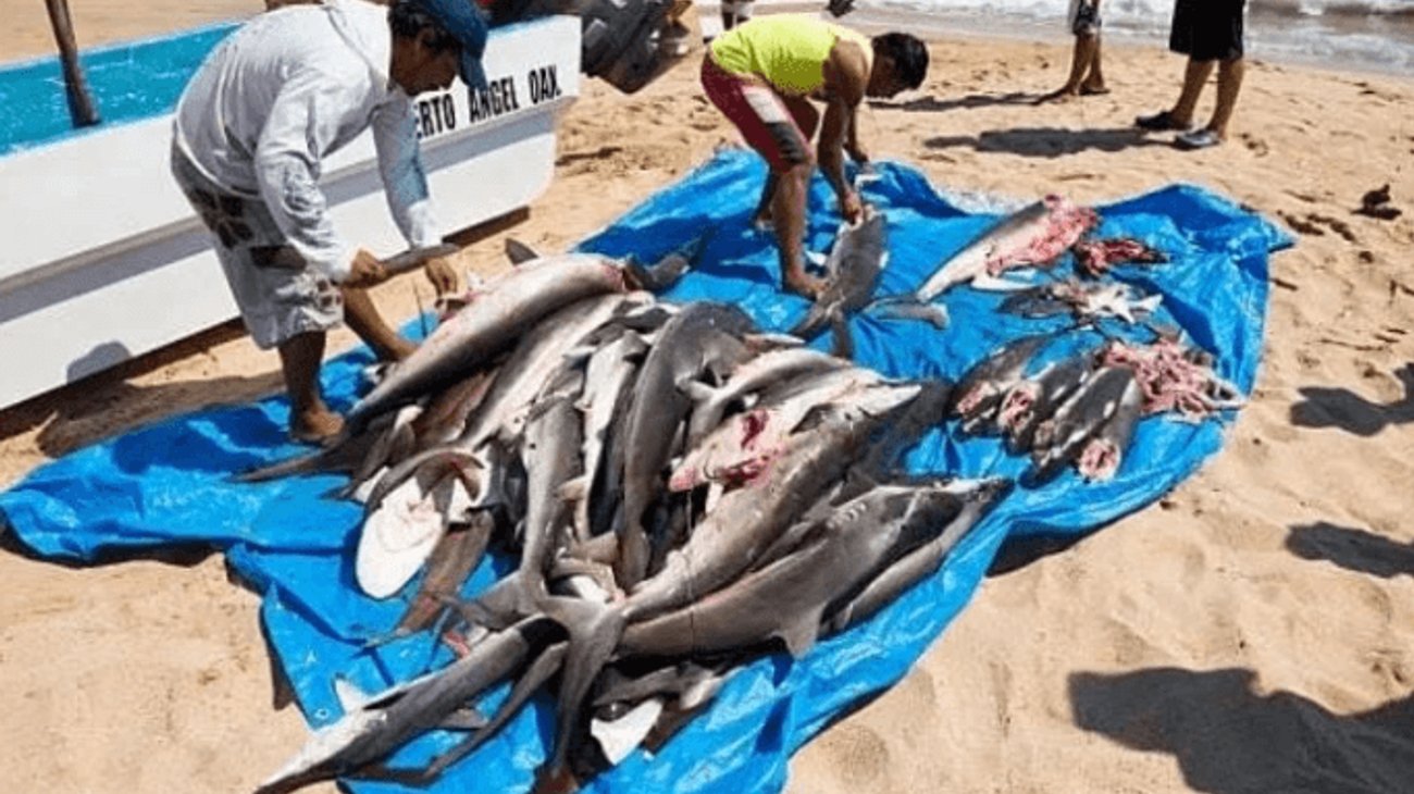 Detectan 38% de fraude en venta de pescado en México