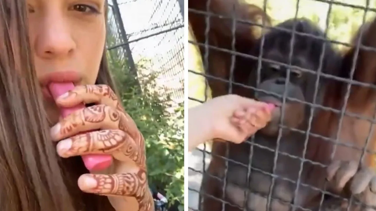 Video_Boxeadora_le_da_vape_a_orangutan_en_peligro_de_extincion_fb34e8f099