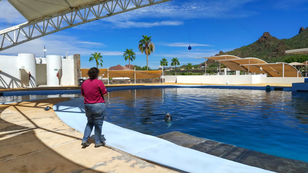 Profepa investiga muerte de delfín en acuario de Sonora