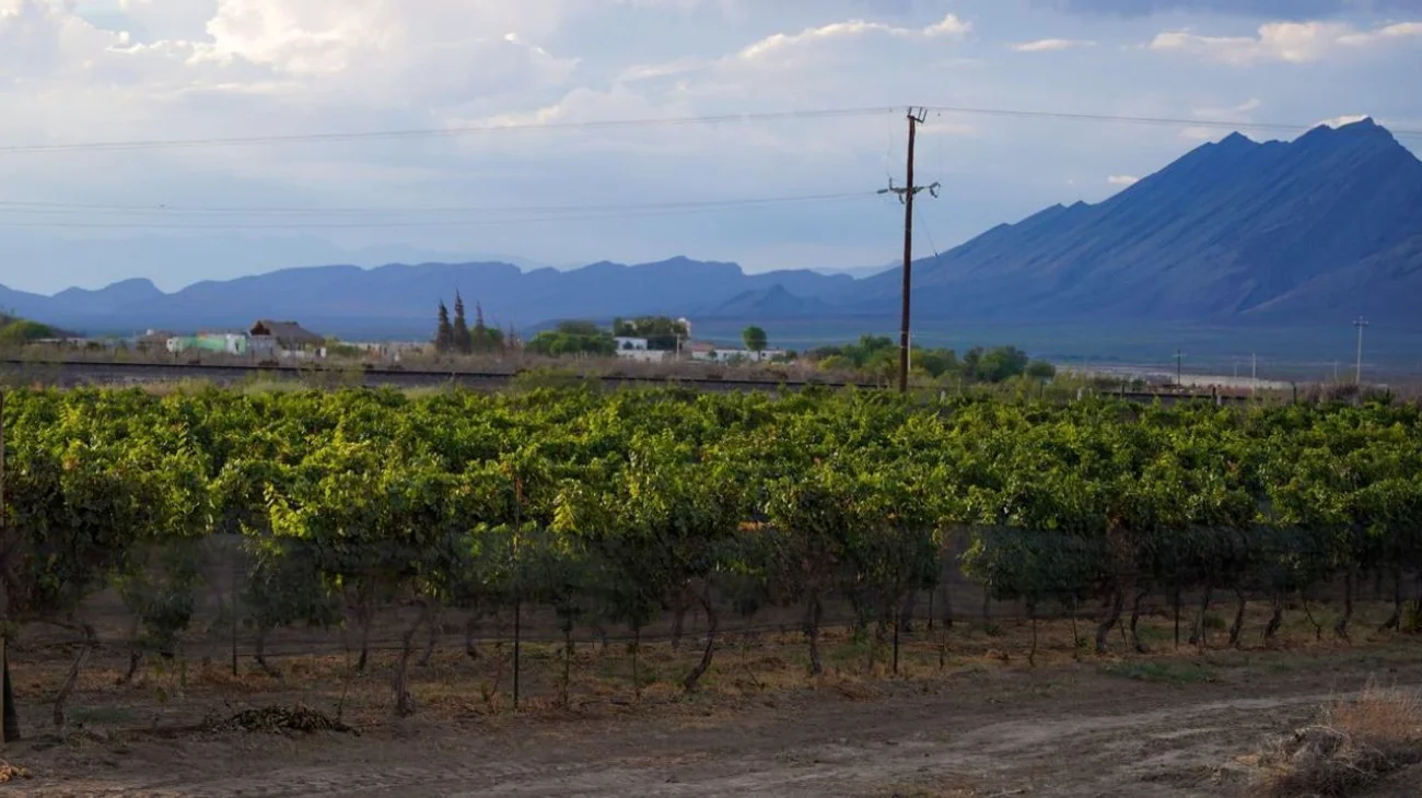 Proyecta Vitivinícola Monterojo expansión enoturística
