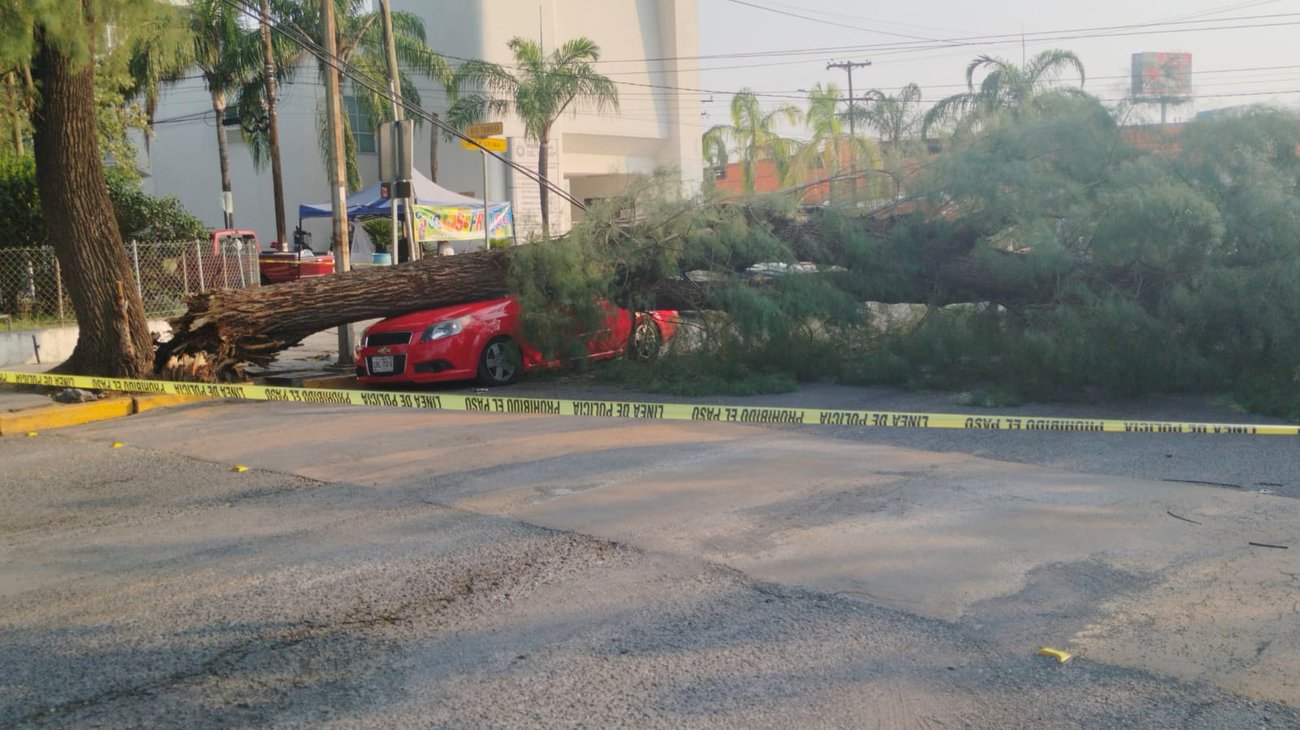 Cae árbol centenario sobre auto en Monterrey 