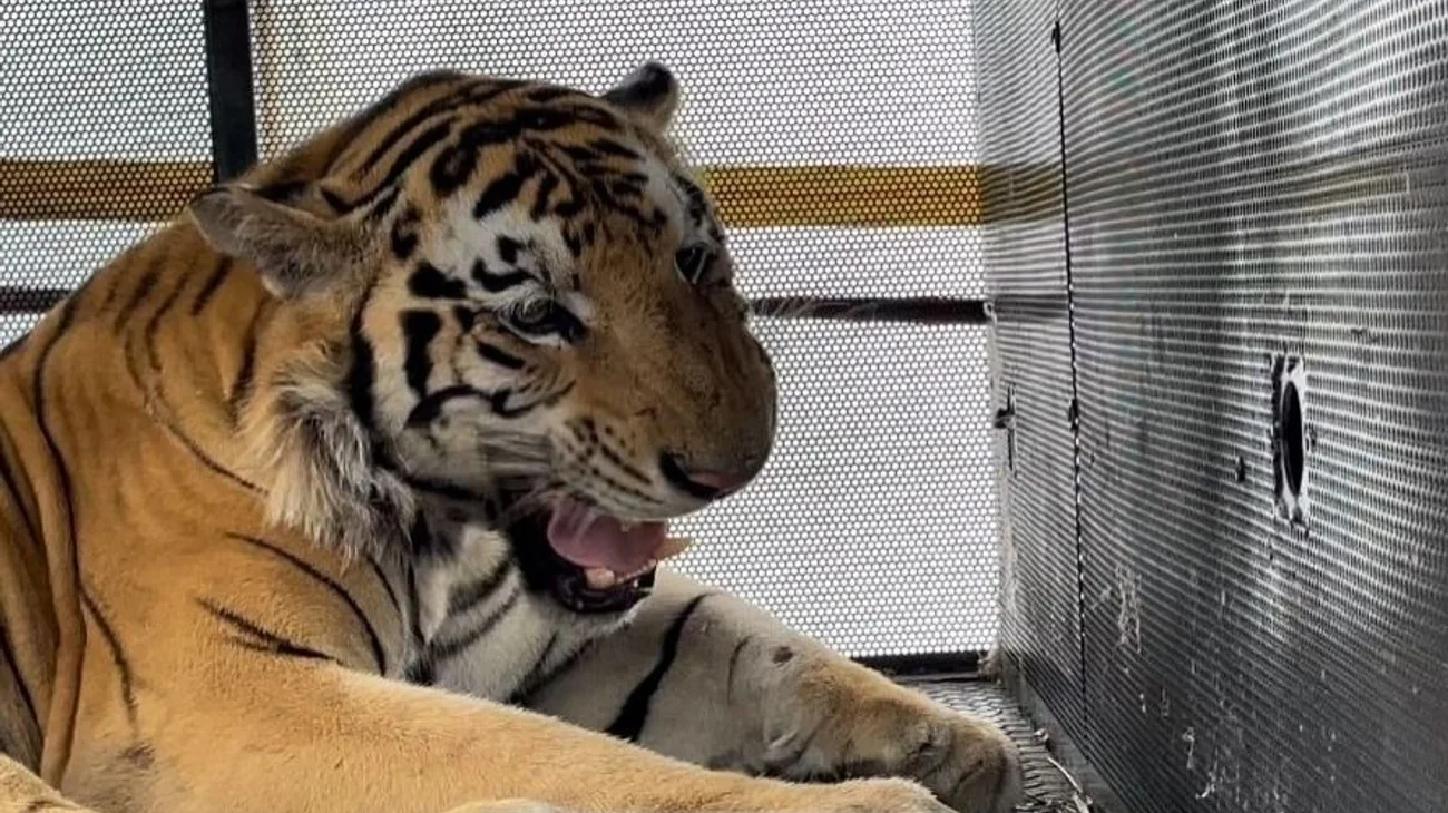 Tigre de bengala recapturado llegará al Zoológico de Tamatán