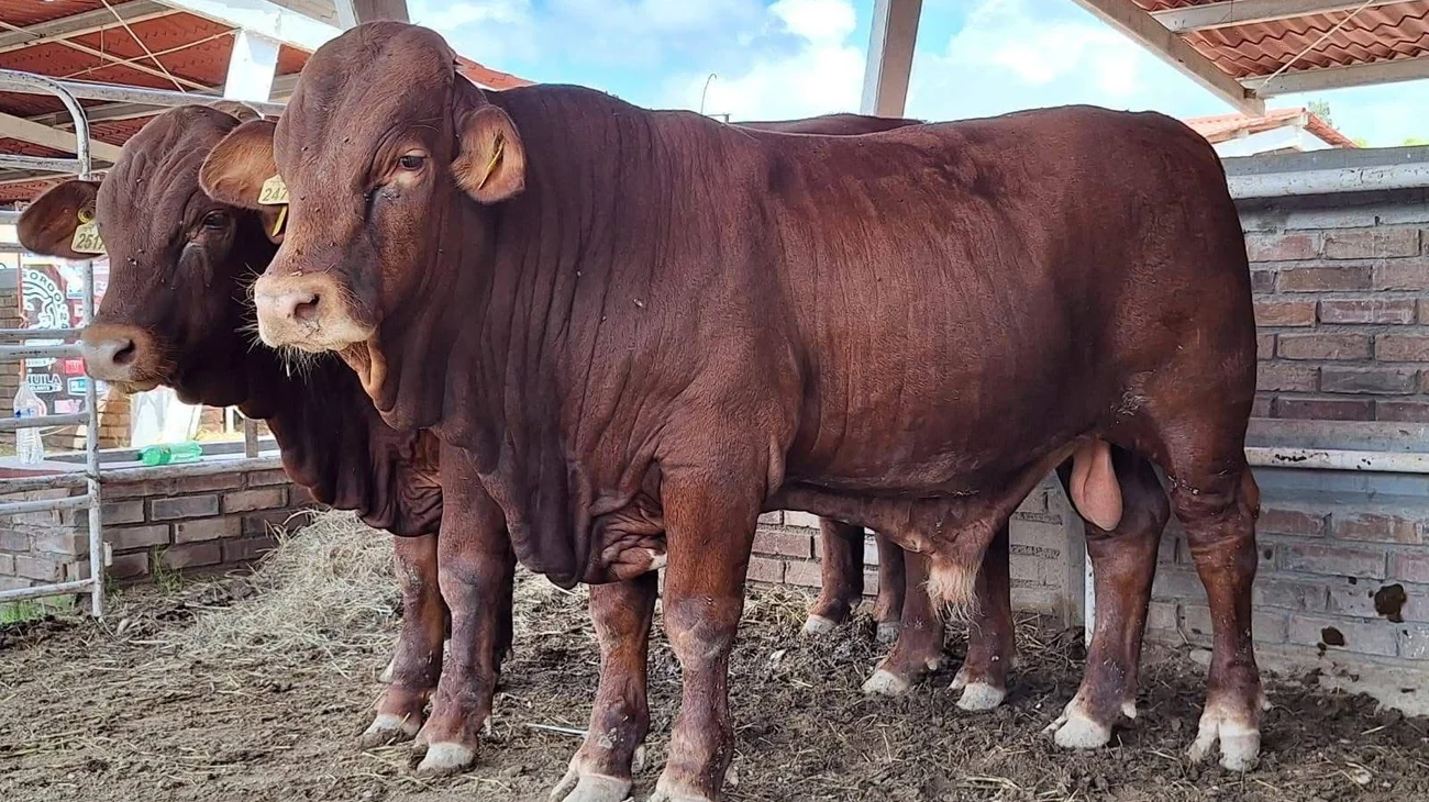 México aborda 'satisfactoriamente' combate al gusano barrenador