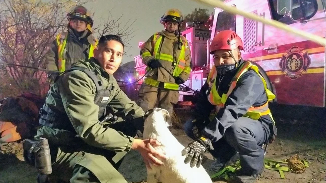 Rescatan y logran adopción de un perro en Saltillo