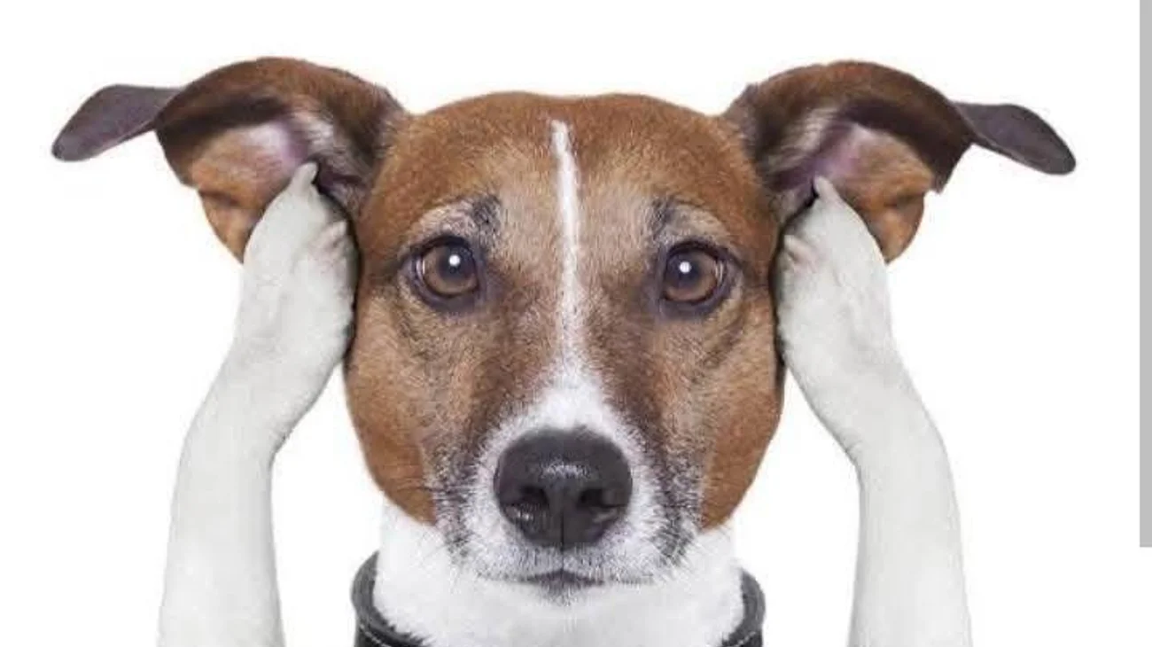 Saltillo busca evitar el uso de pirotecnia durante fin de año