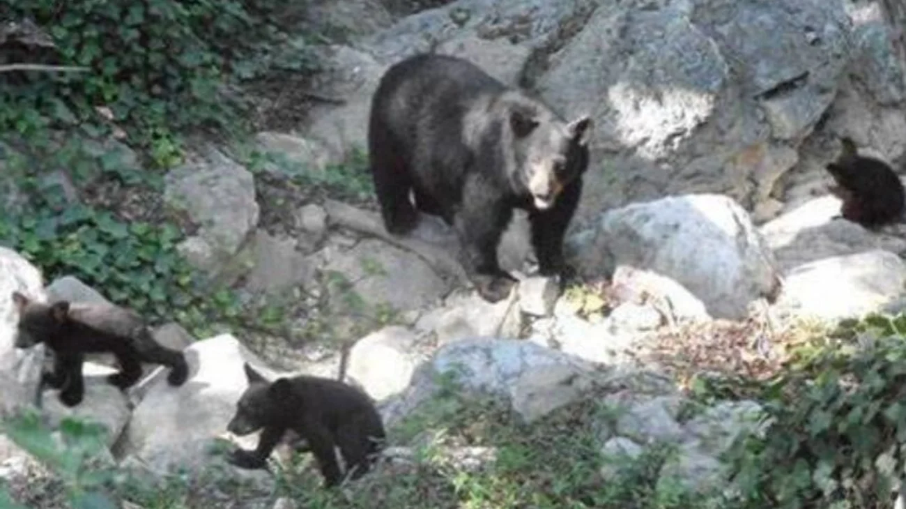 Reportan 15 avistamientos de animales salvajes en Tamaulipas