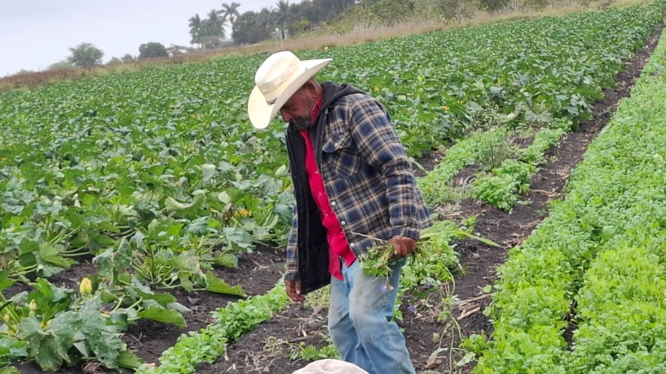 Necesario regular siembra, para evitar saturación de productos