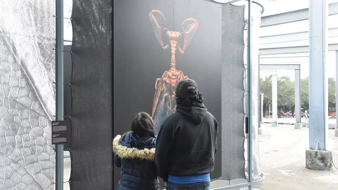 Llega a Saltillo 'Insectus, Ciencia, Arte y Cultura'