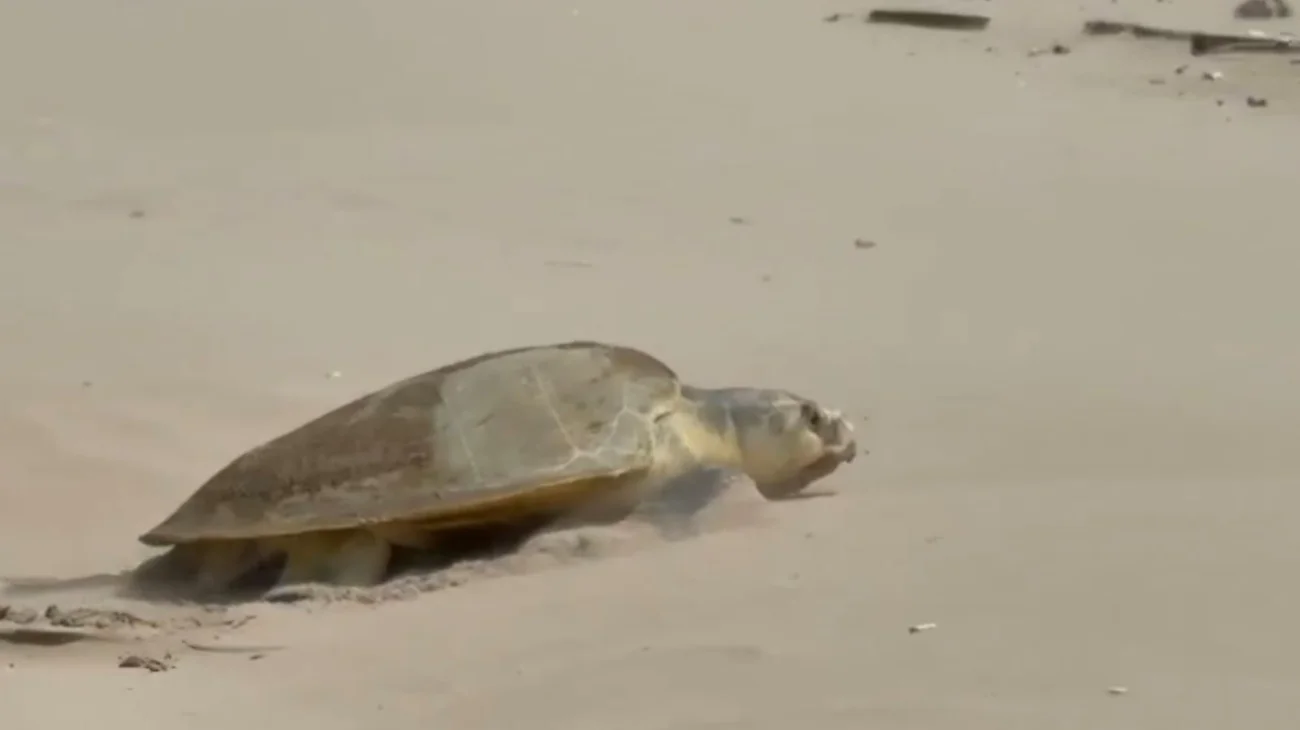 Refuerzan vigilancia en playas para proteger a la tortuga lora
