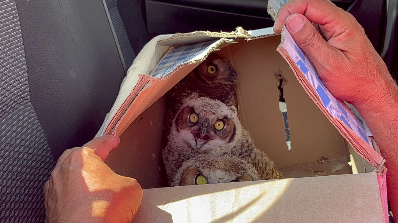 Whats_App_Image_2025_05_13_at_8_55_32_PM_0efe0c5940