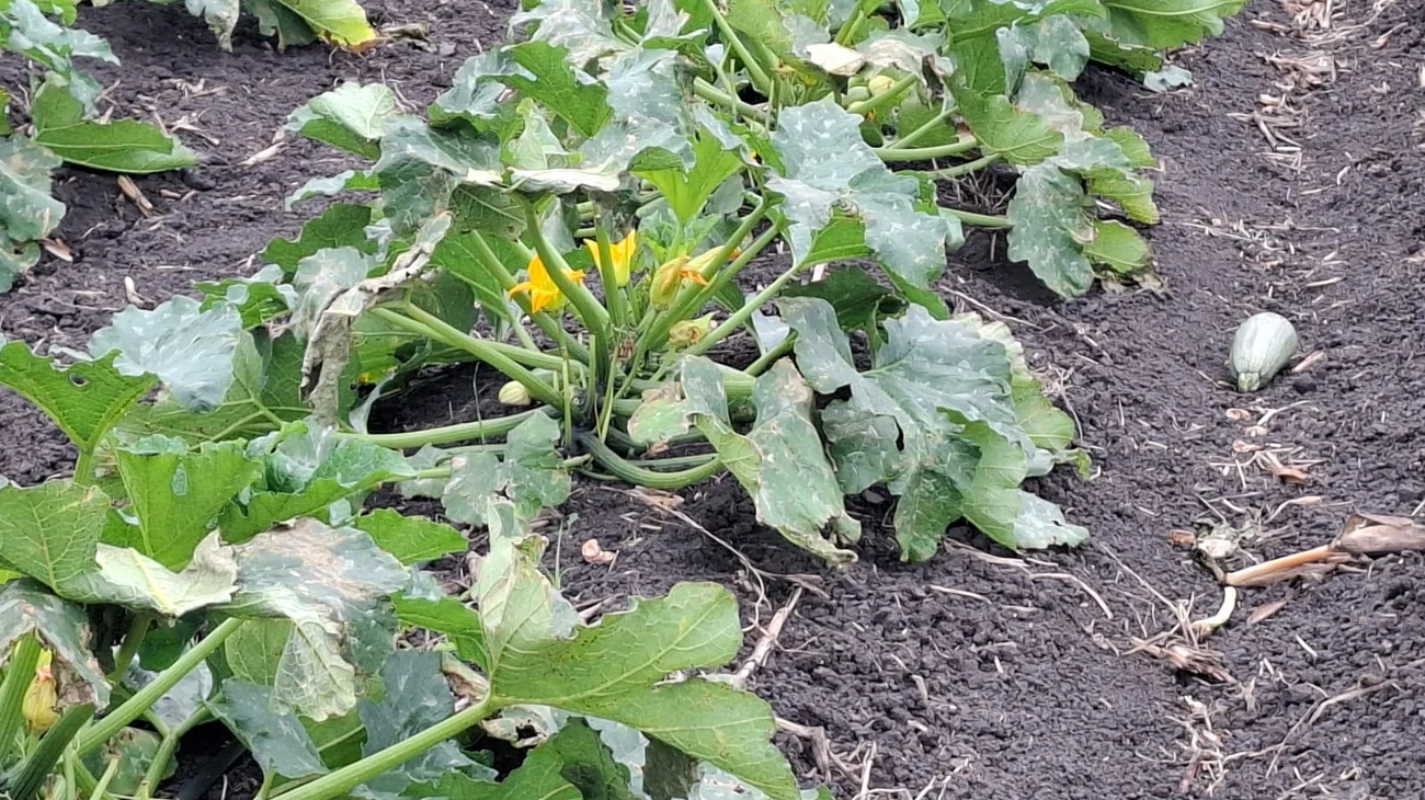 Campo agrícola se reduce por altos costos y falta de apoyo