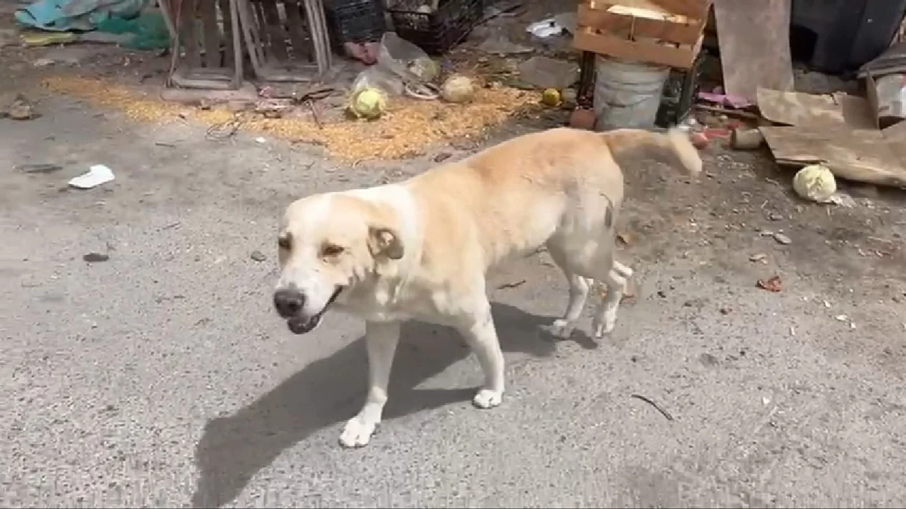 Después de que murió Don Pablo, su mascota aún lo espera en casa