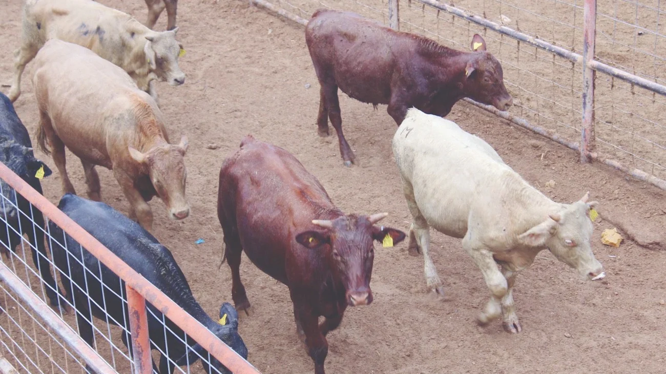 Whats_App_Image_2025_07_10_at_10_14_58_PM_5f5b624c56