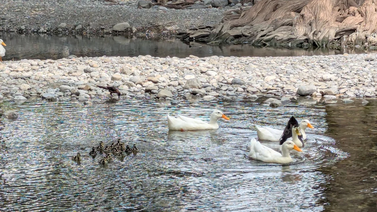 Protección Civil rescata a familia de patitos en Guadalupe