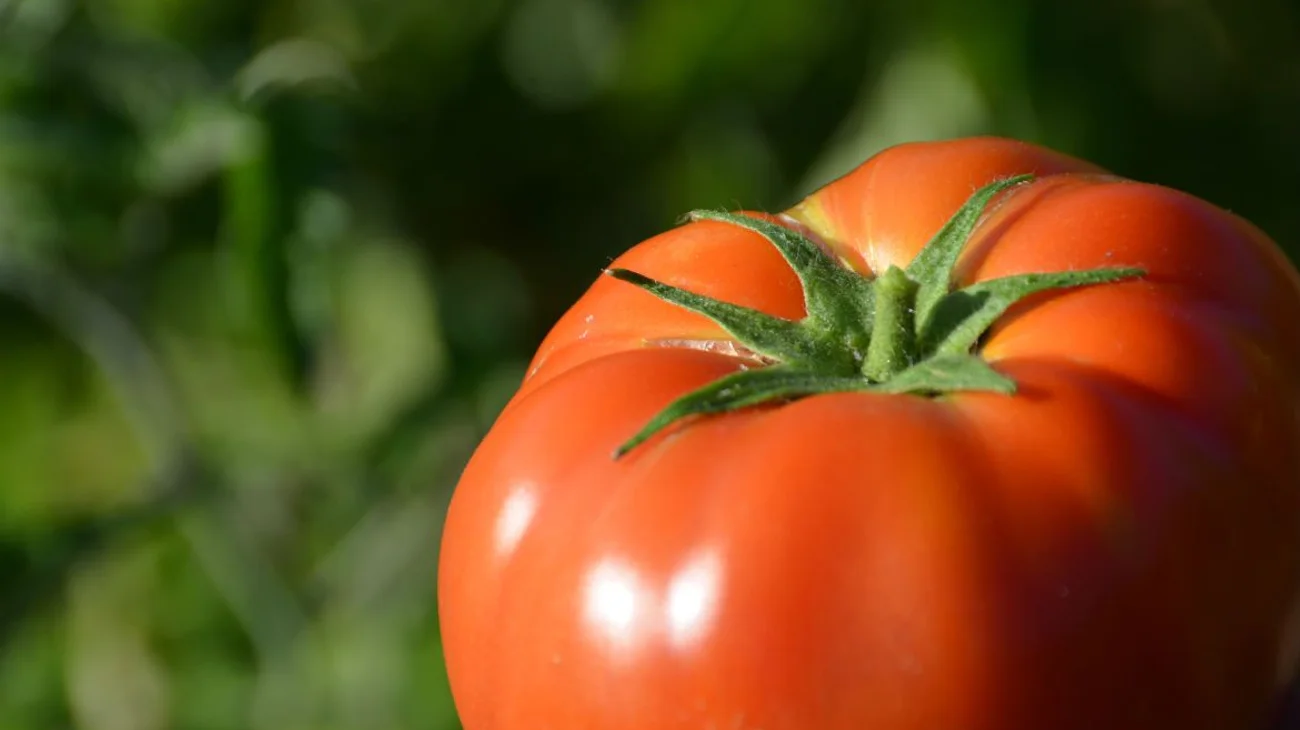 Whats_App_Image_2025_07_16_at_12_11_12_AM_33d8d80154