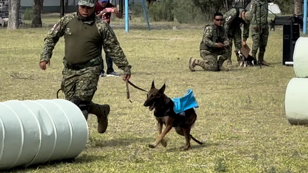 La abandonaron en la basura, hoy es oficial canino de la milicia