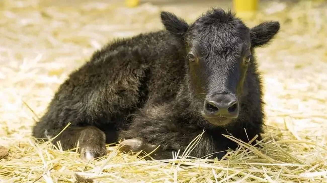 Whats_App_Image_2025_07_20_at_9_32_07_PM_8a6d83580b