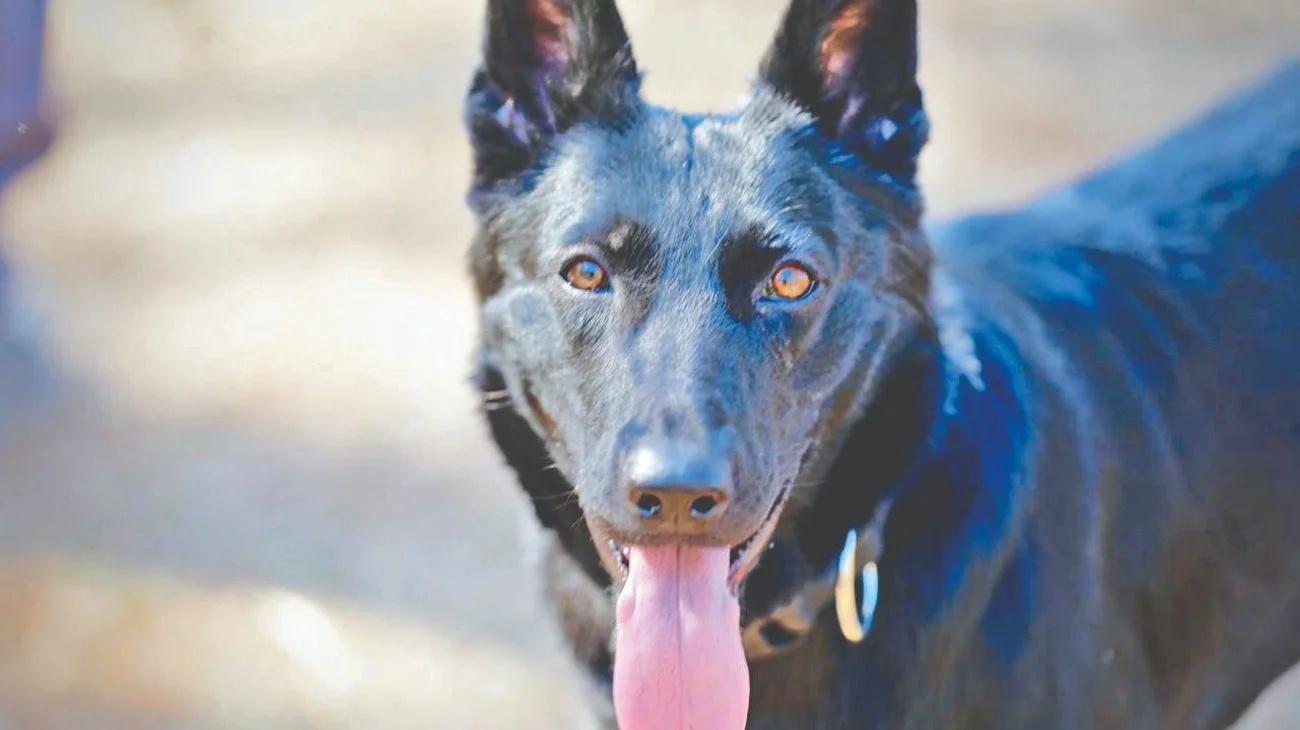 Whats_App_Image_2025_07_22_at_1_06_38_AM_9c320c533a