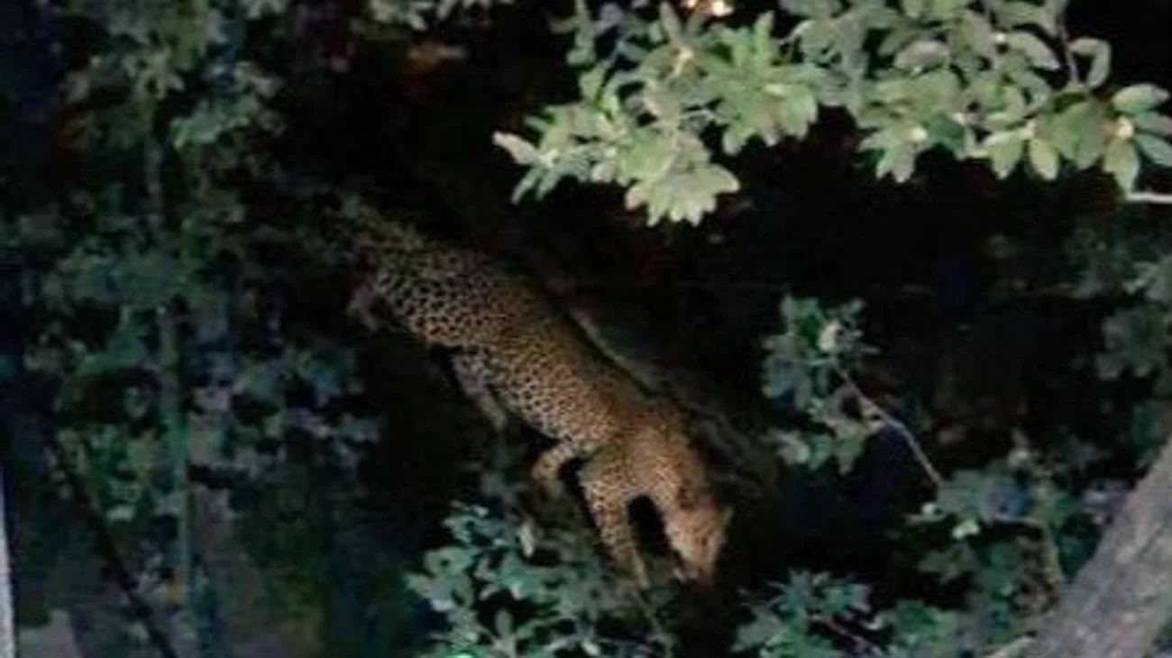 Reportan avistamiento de un jaguar en San Pedro