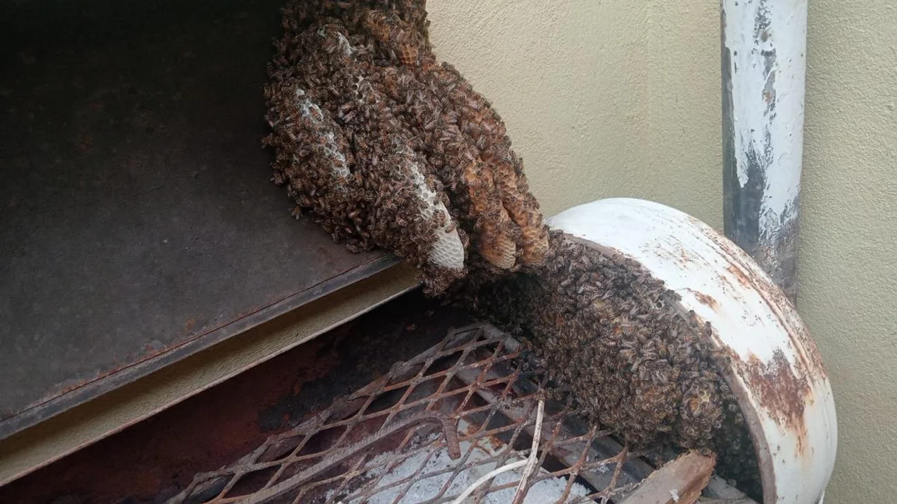 Retiran este año 600 enjambres de abejas en lo que va del año