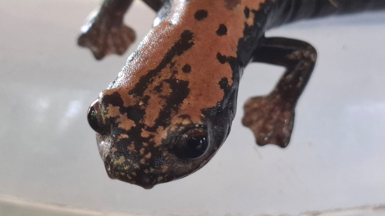 Hallan salamandras endémica en Altamira; fortalecen biodiversidad