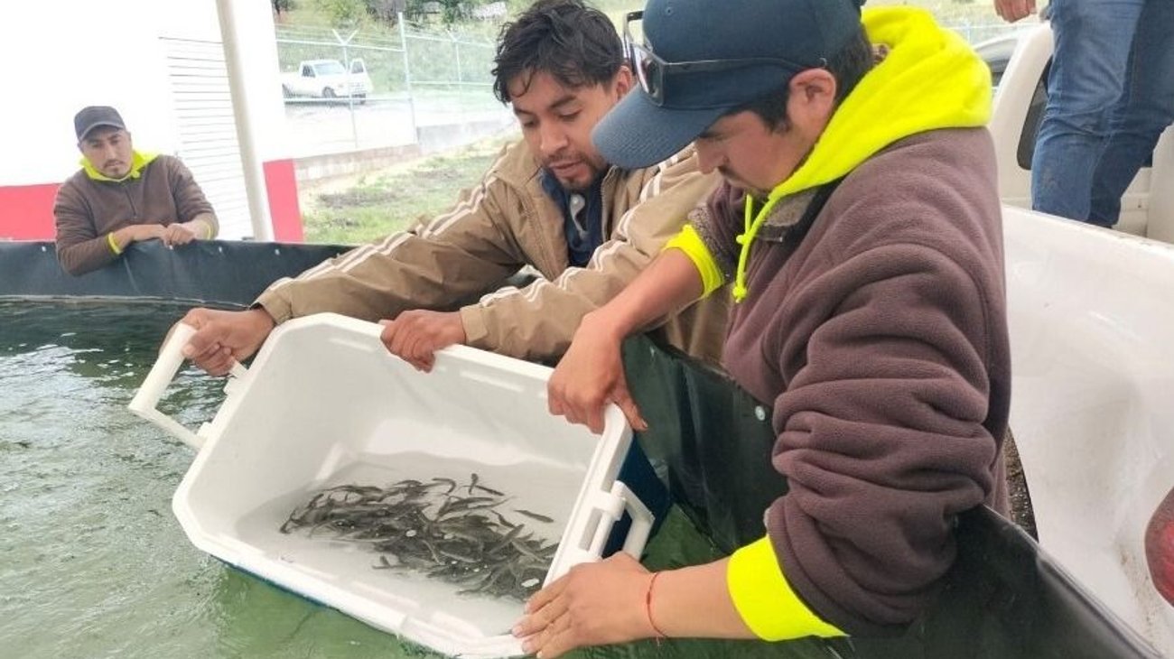 Miquihuana Tamaulipas le apuesta a la siembra de trucha pinta