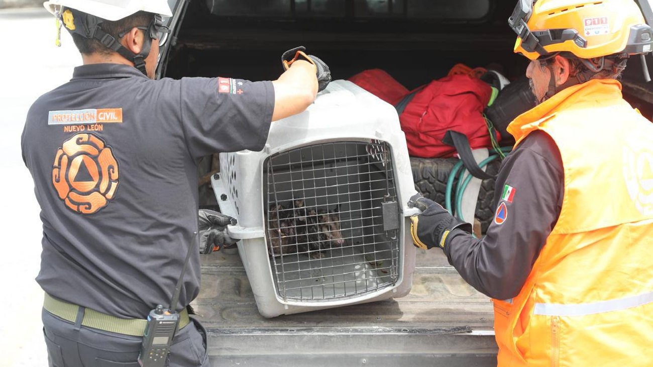 Rescatan a tlacuache con sus crías en Guadalupe