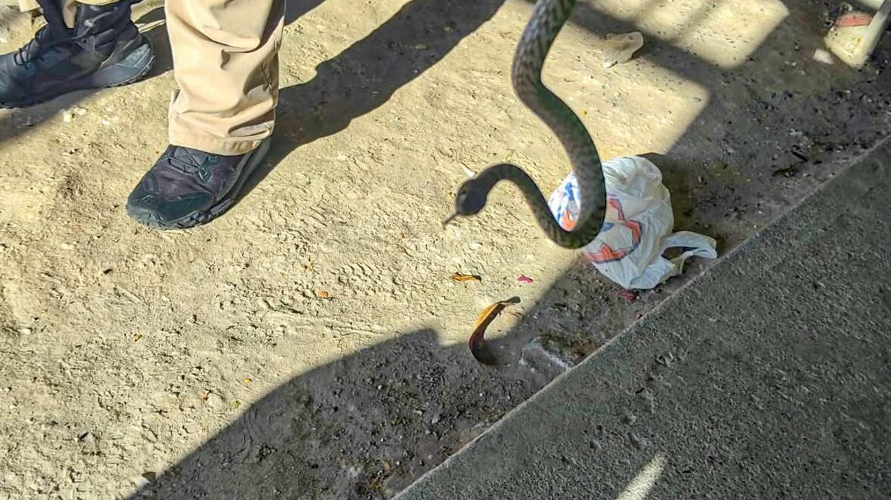 Whats_App_Image_2025_09_05_at_3_53_46_PM_9513a8e620