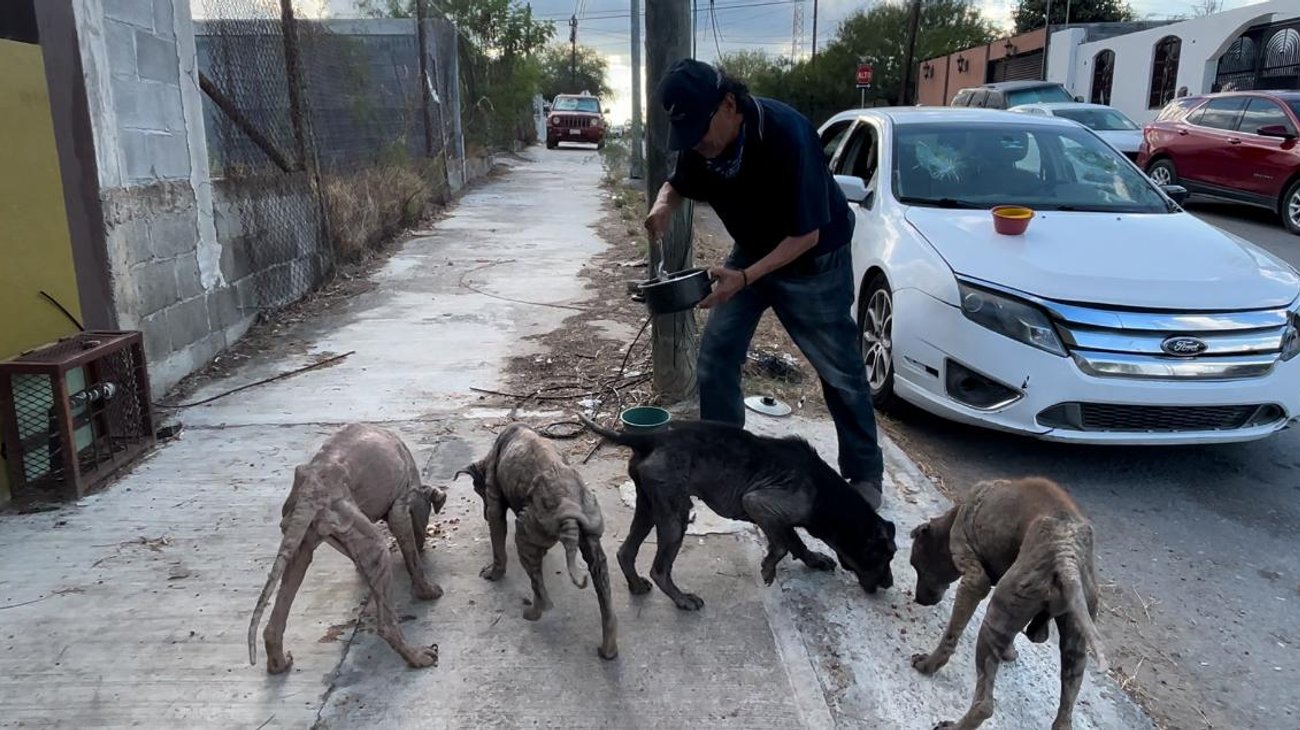 Alimenta a perros de la calle y pide ayuda para salvarlos
