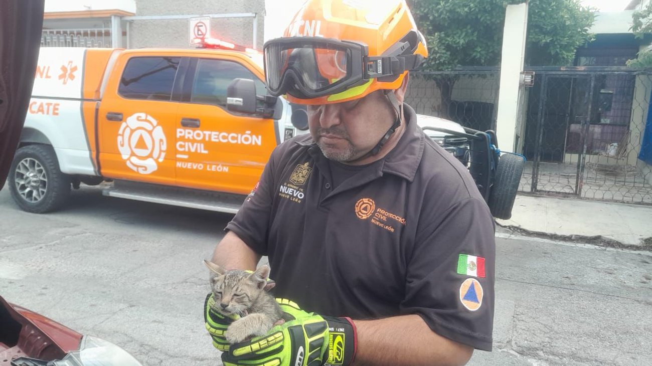 Salva Protección Civil a gato atorado en motor de camioneta 