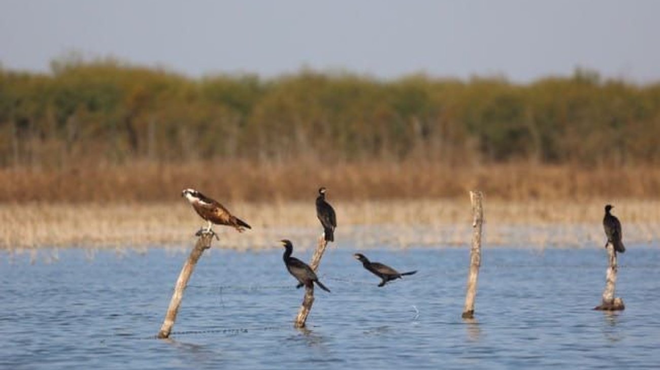 Coahuila conmemora el Día Mundial de las Aves Migratorias