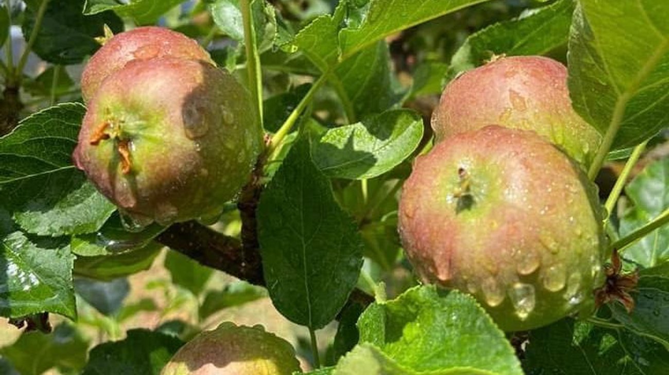 Heladas tardías reducen 70% la producción de manzana en Arteaga
