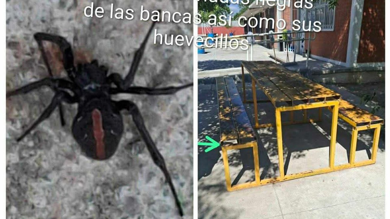 Clases normales después de fumigación por amenaza arácnida