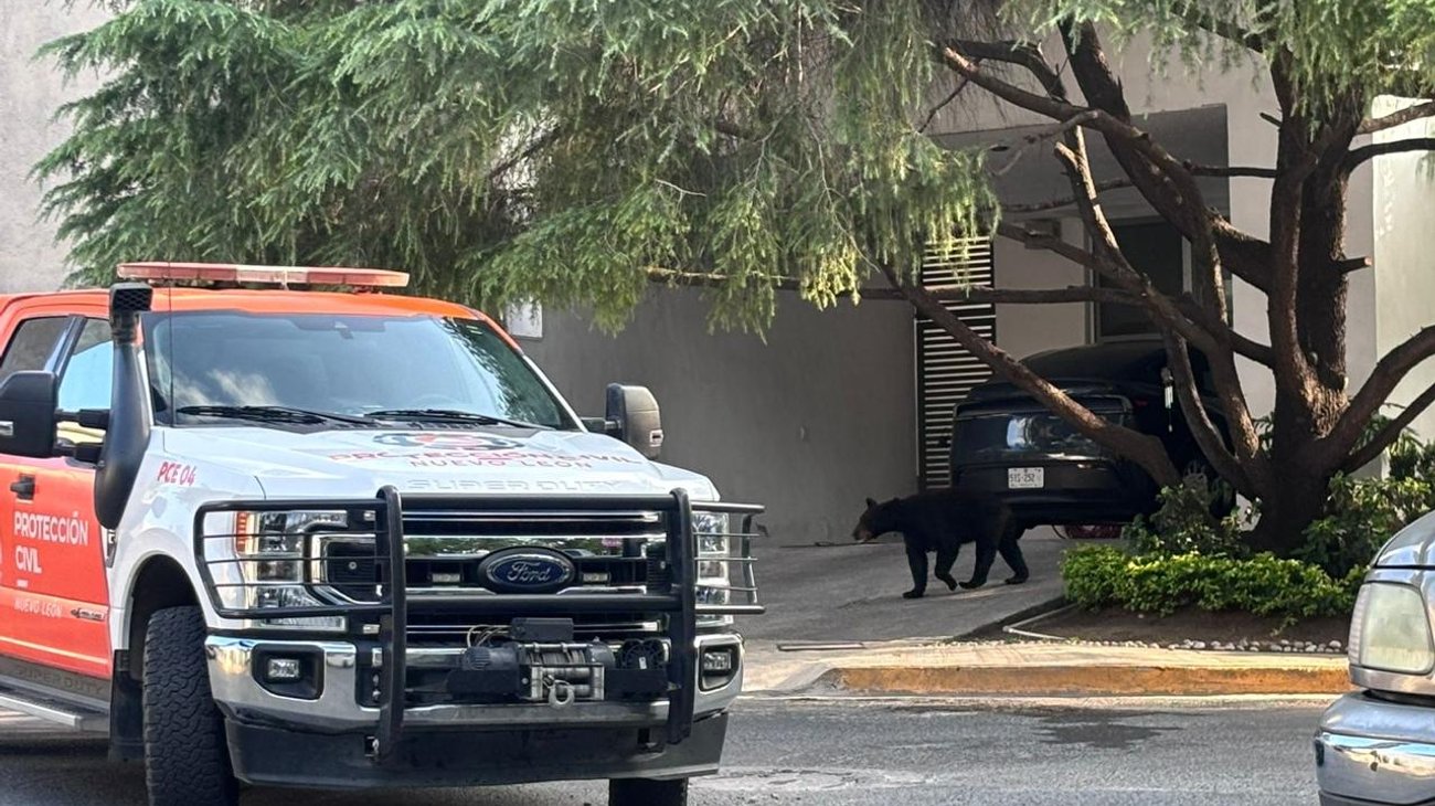 Familia de osos 'visita' la colonia Prados de la Sierra