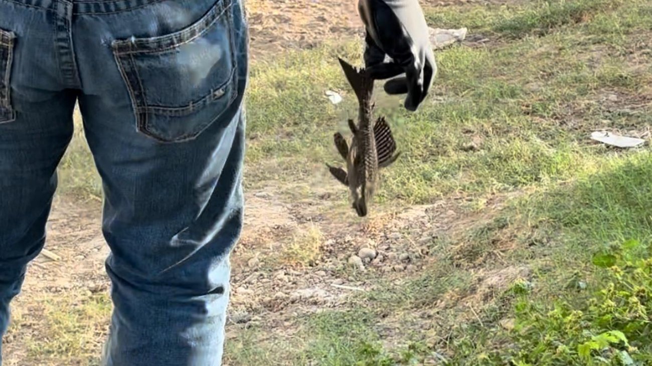 Población alerta por peces ‘diablo’ en el Río Bravo
