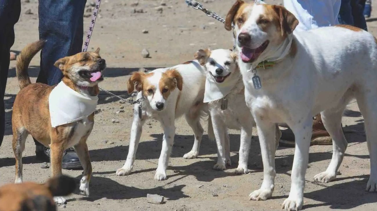 Whats_App_Image_2025_11_12_at_1_23_25_AM_5707efb8f8