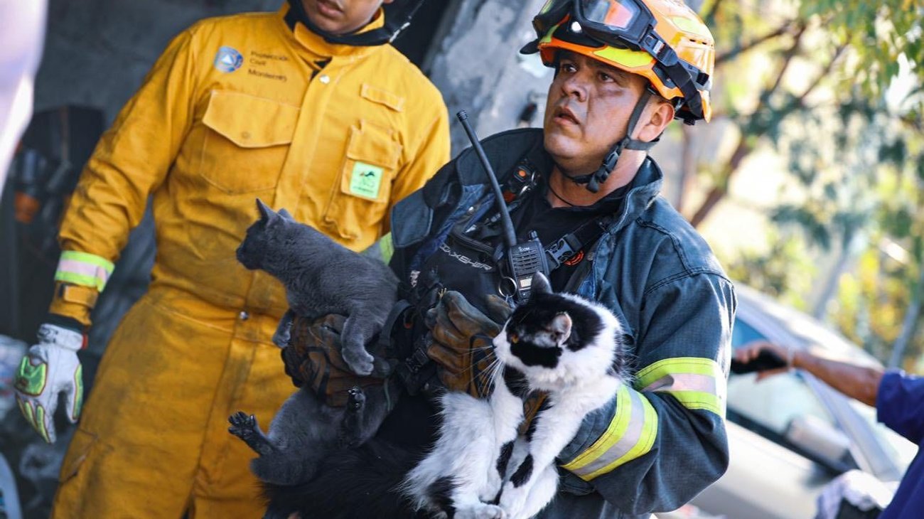 Salvan a cinco gatos y un perro de morir en incendio en Monterrey
