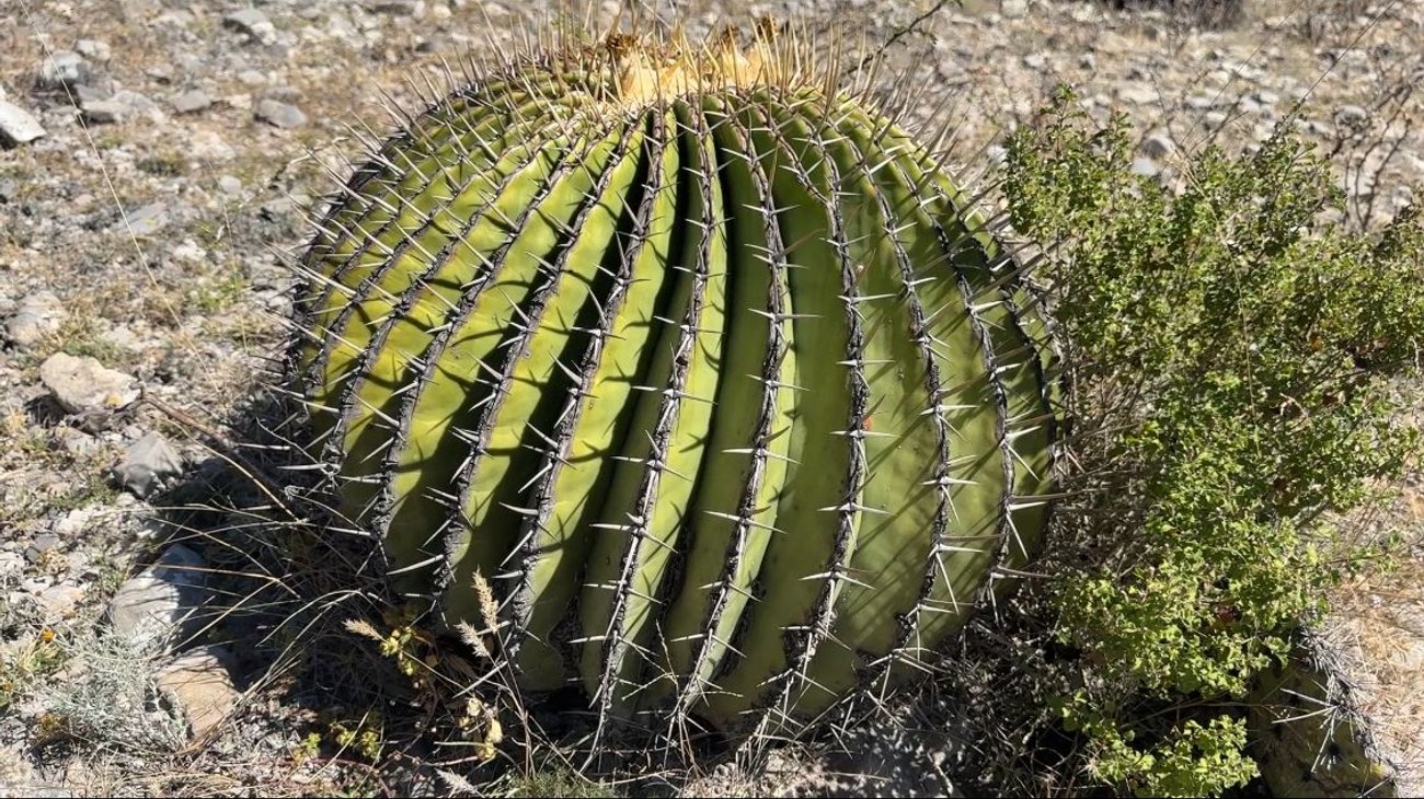 Valle de Biznagas en Bustamante, Tamaulipas: Un Tesoro Natural