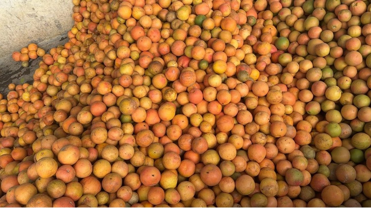 Se desploma el precio de la toronja en Tamaulipas