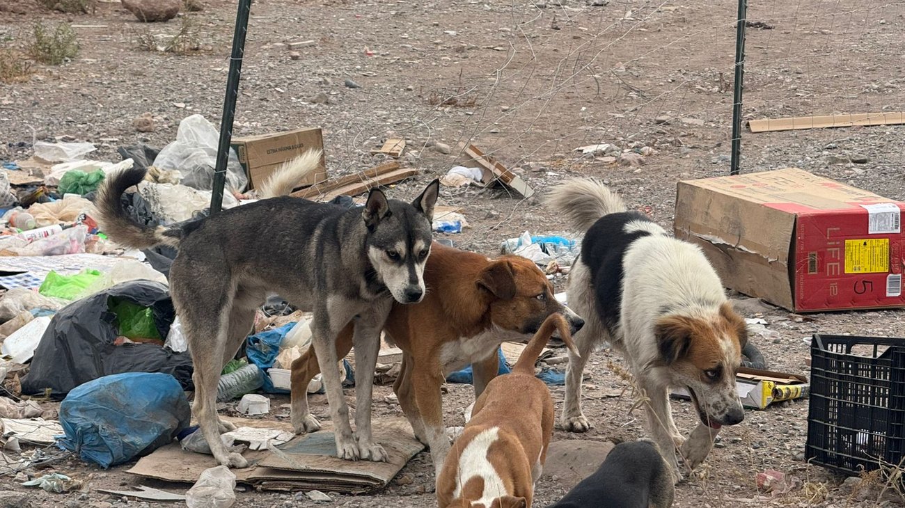 Crecen basureros clandestinos y población de perros sin hogar