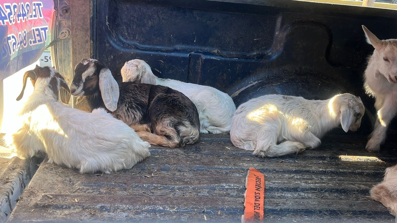 Whats_App_Image_2025_12_23_at_5_12_57_PM_0fb9035400