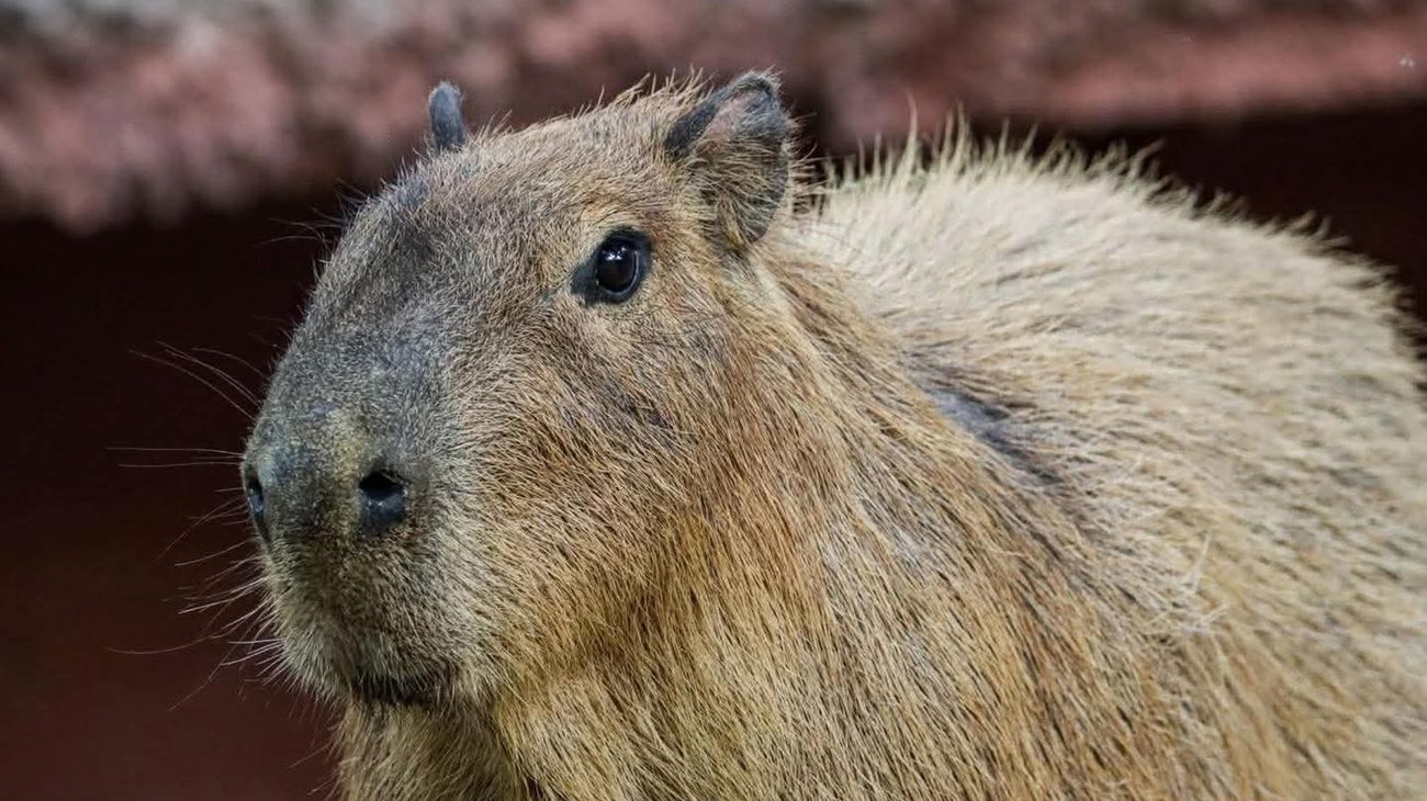 Whats_App_Image_2025_12_27_at_10_26_14_PM_2_288771b9ee