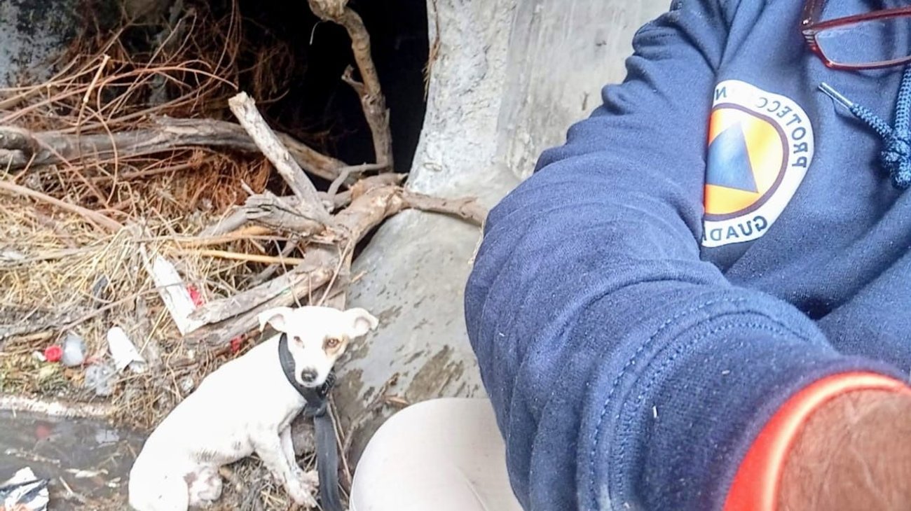 Rescatan a perrito en Guadalupe tras intensa búsqueda en túnel