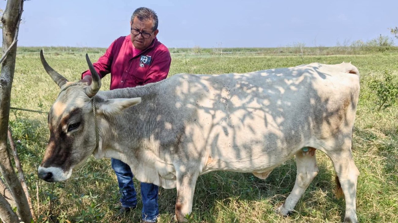 Estado se enfoca en el control del gusano barrenador en Altamira