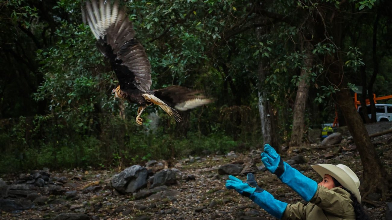 Liberan en Juárez a ejemplar de caracara tras cautiverio ilegal